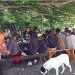 Repas sous le fayard